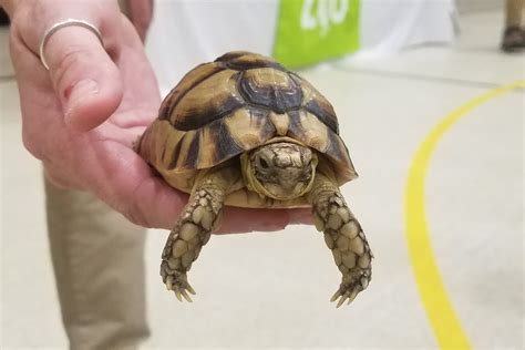 Egyptian Tortoise Price